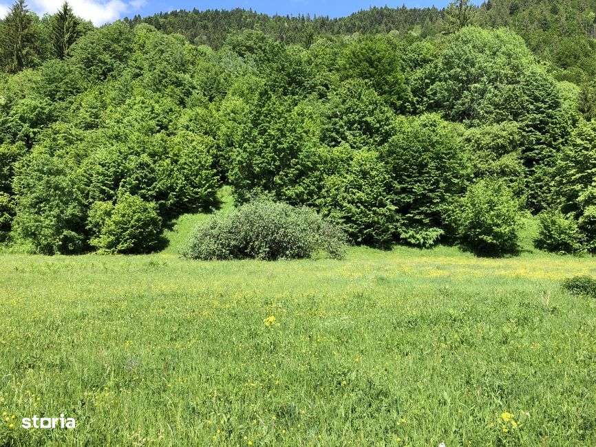 Vanzare doua terenuri:1.032mp+1.175mp, TARCAU, punctul POIANA, NEAMT-0