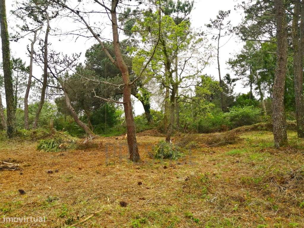 Terreno urbano na Serra da Boa Viagem - Grande imagem: 2/11