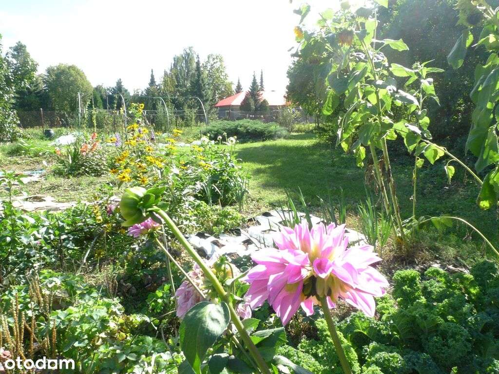 dom w mieście z ogrodem lub działka inwestycyjna!-2