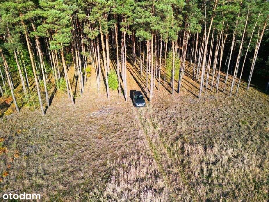 Piękna działka w środku lasu z warunkami zabudowy - Pełny obrazek: 5/12