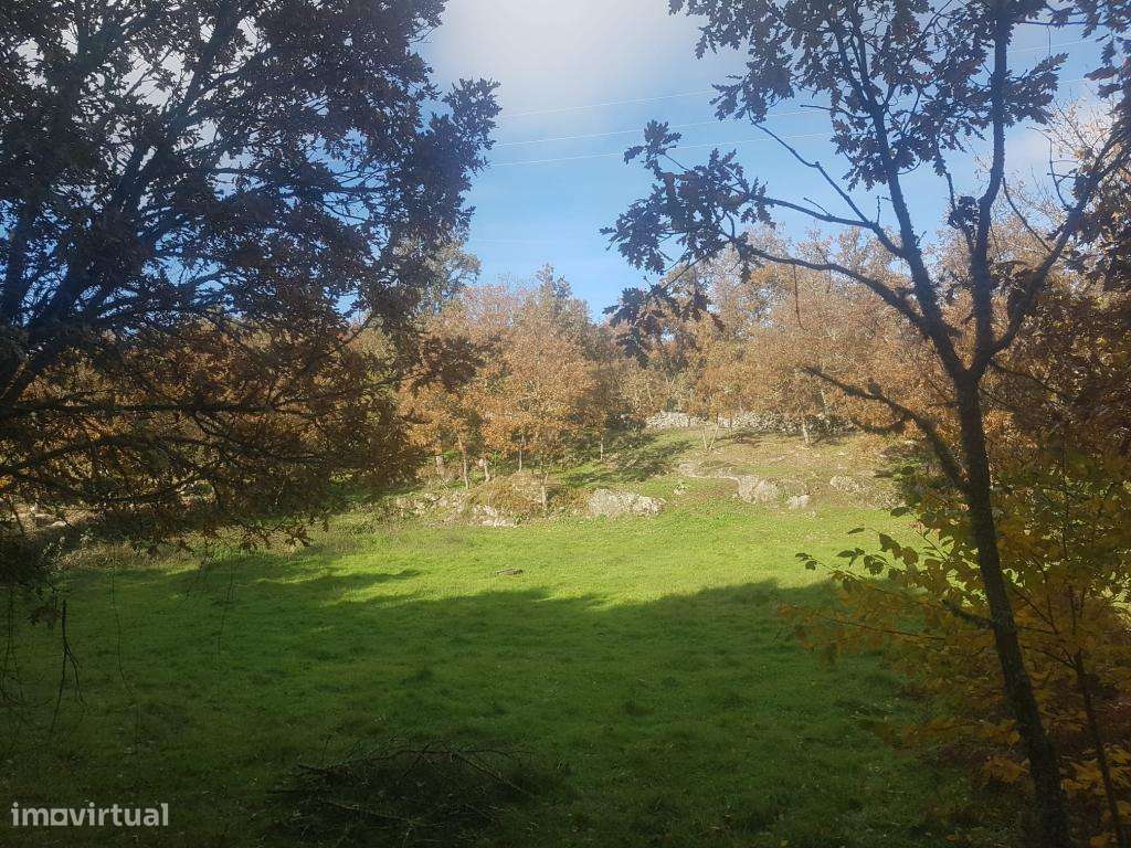 OPORTUNIDADE Quinta com Habitação de 5 Ha - Grande imagem: 4/28