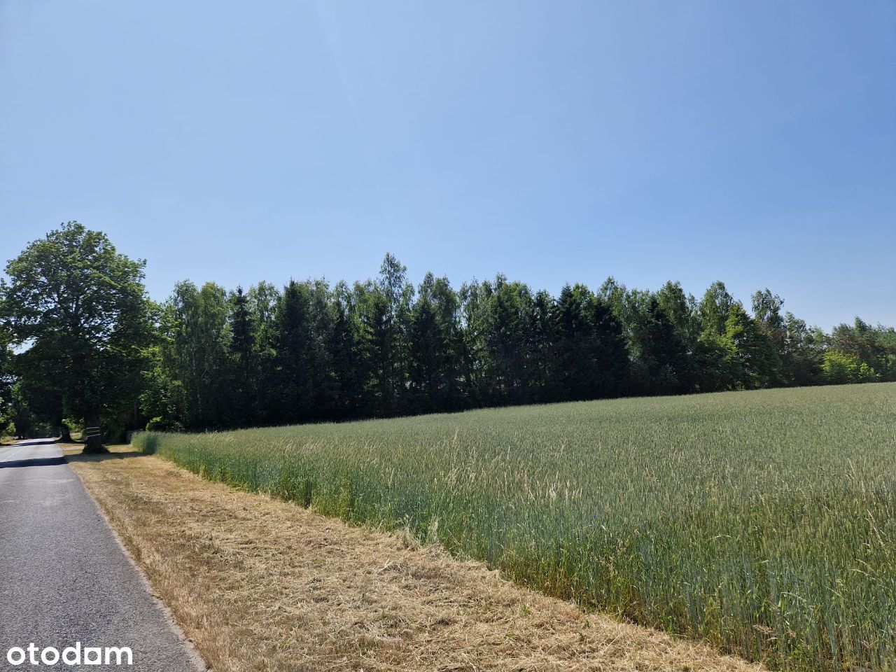 Sprzedam działkę 3000m2, Charzyno.