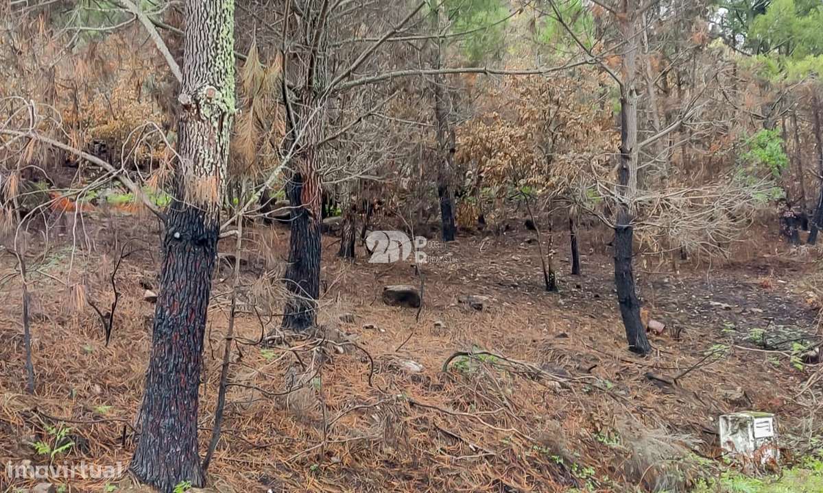 Terreno 8835m² - Távora-7