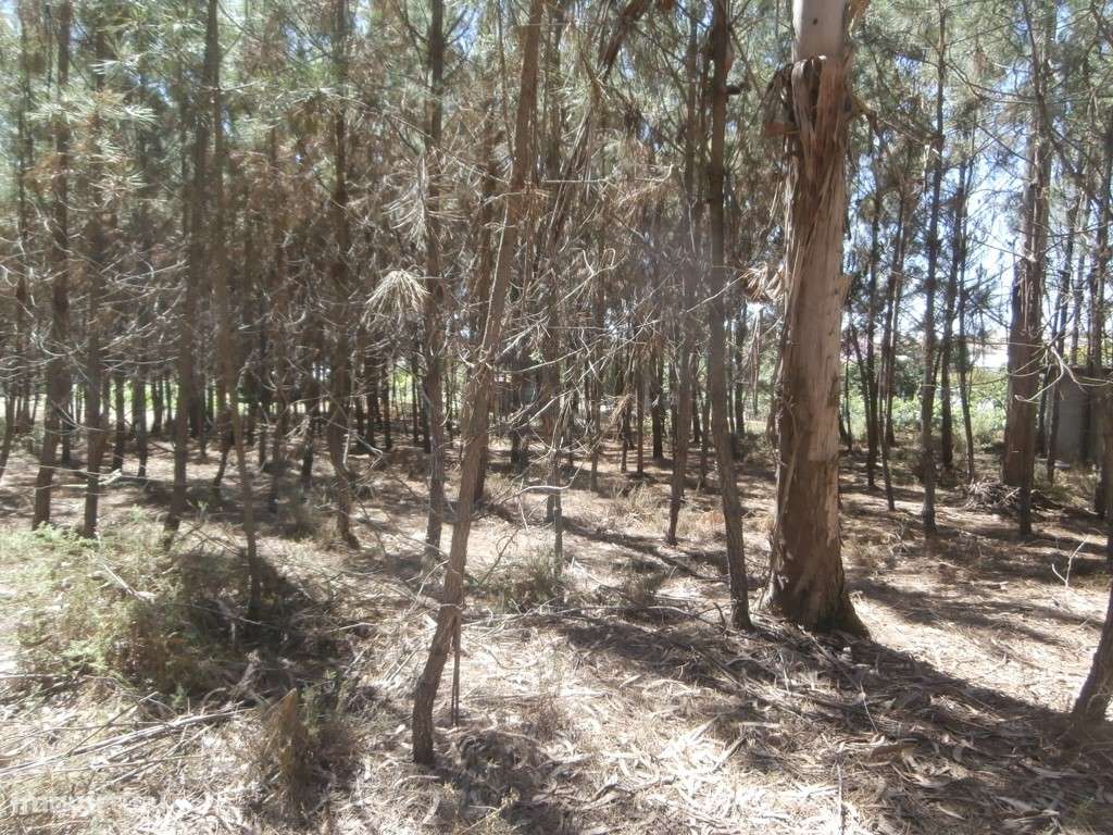Terreno a Eucaliptal em Paradela (venda judicial - verba n.º 9) - Grande imagem: 5/6