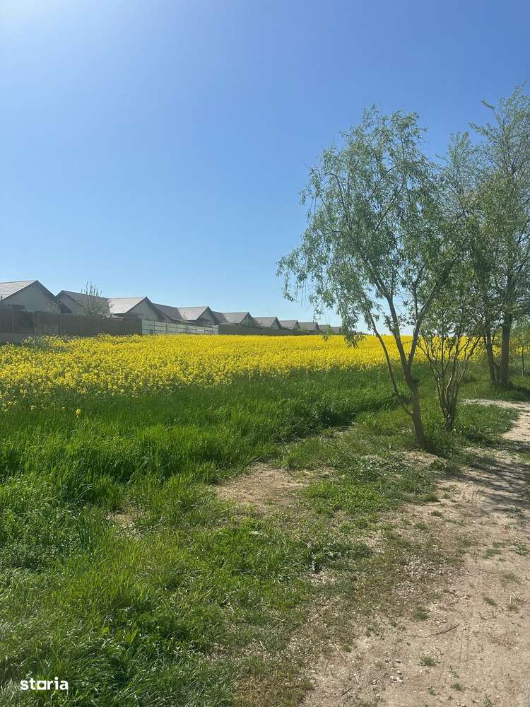 Teren intravilan 26.300 mp Saftica Balotesti - PUZ în lucru-16