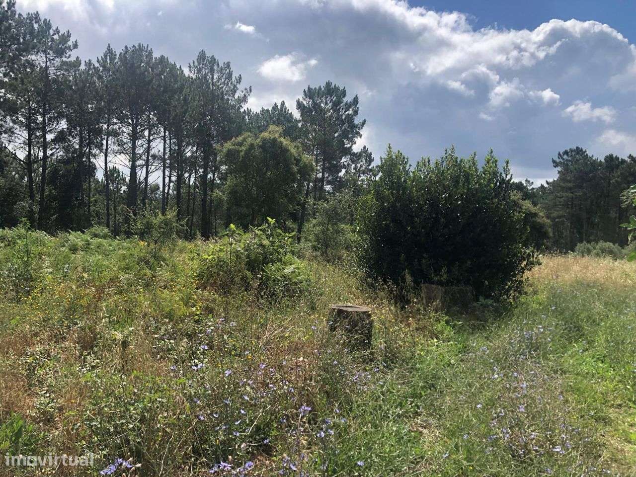 Terreno urbanizável em Ferraria de Pataias-2