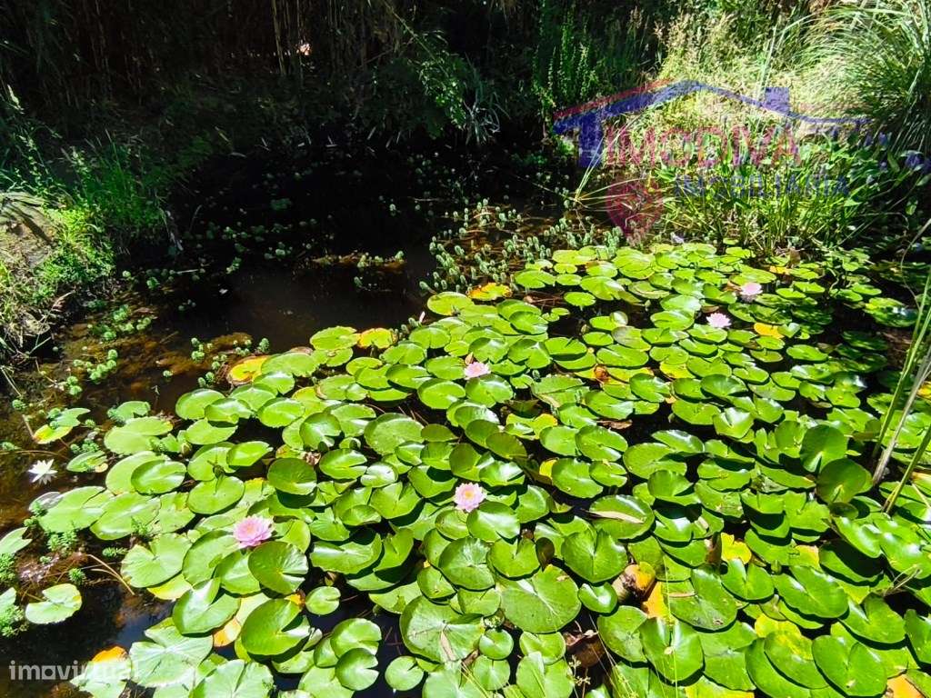 Propriedade com moradia, anexo, piscina e terreno com mais 2 ha - Grande imagem: 4/60