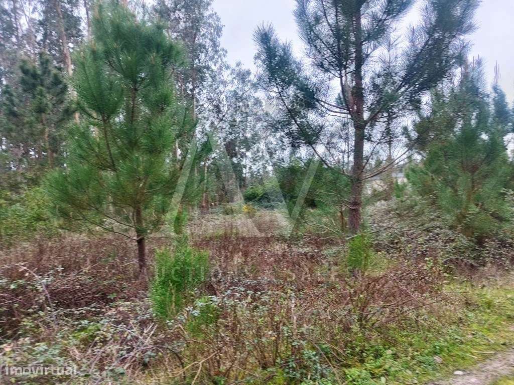 Terrenos Rústicos - Gândara de Cima - FEBRES - CANTANHEDE - | LEILÃ... - Grande imagem: 5/16