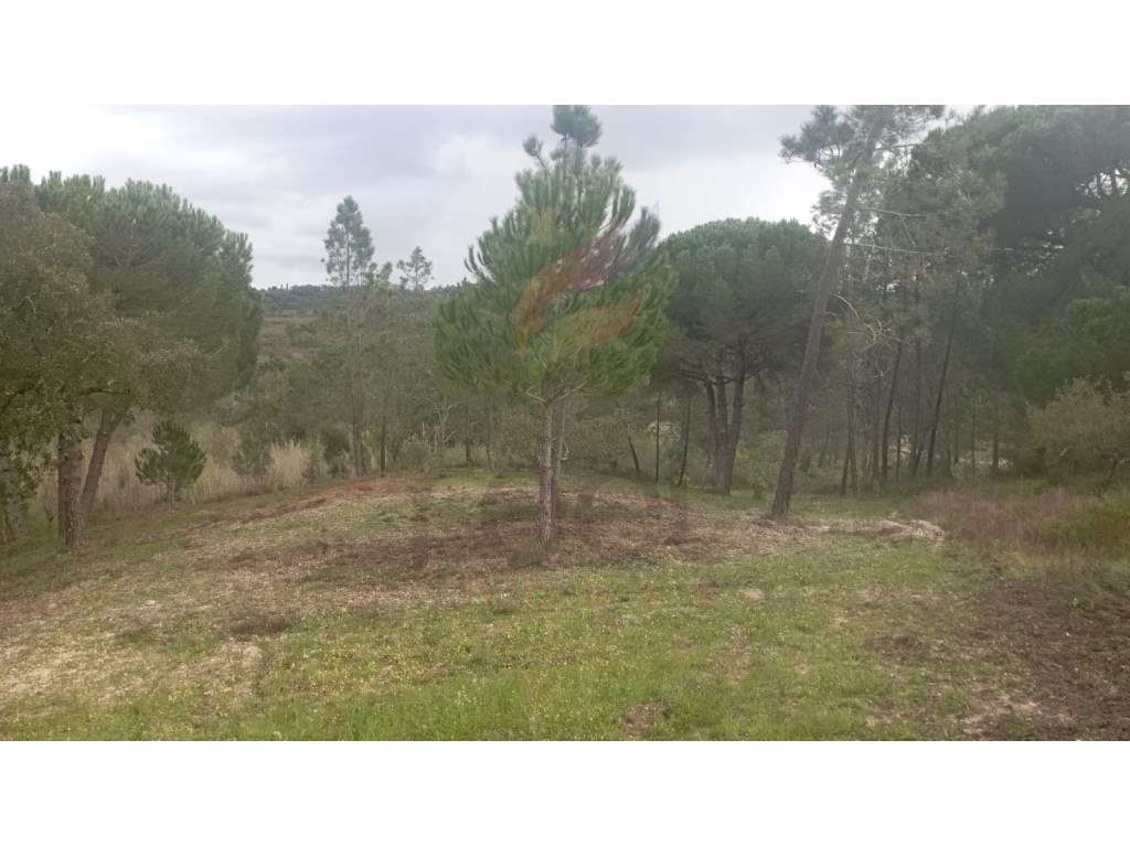 Terreno Rústico - Grande imagem: 4/4