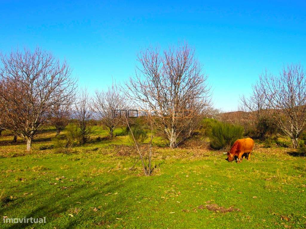 Terreno de 84 hectares-5