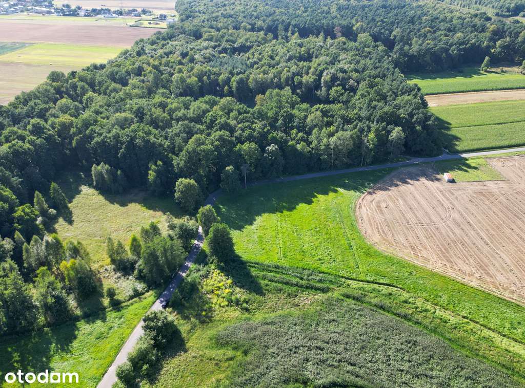 Pasieki, las, media i asfalt - idealne !-2