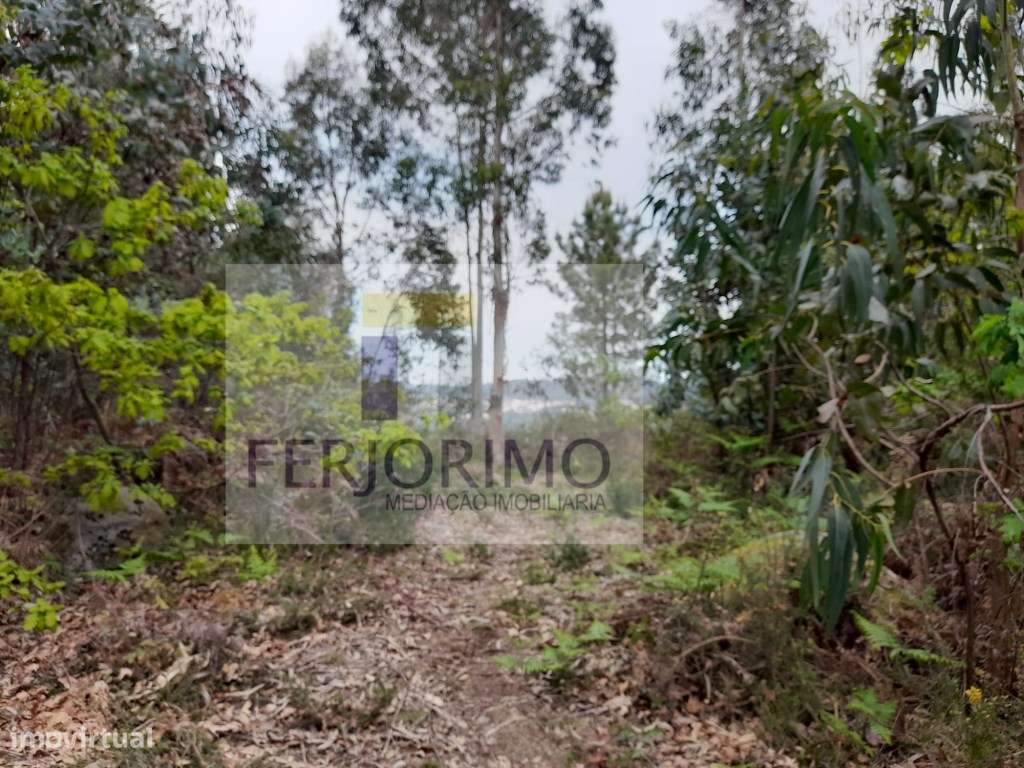 LOTES VILARINHO - Grande imagem: 3/5