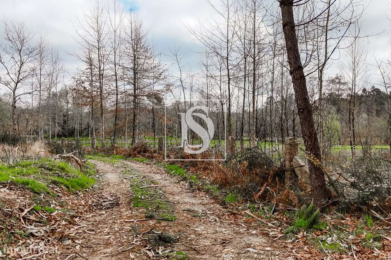 Terreno Agricola PLANO,  em Sandiães, Ponte de Lima! - Grande imagem: 5/19