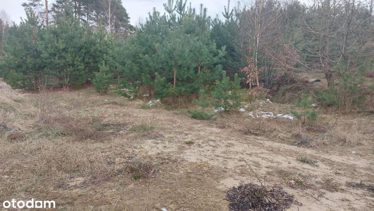 Gowino Zaciszne Zalesie w otulinie Trójmiejskiego Parku Krajobrazowego-10