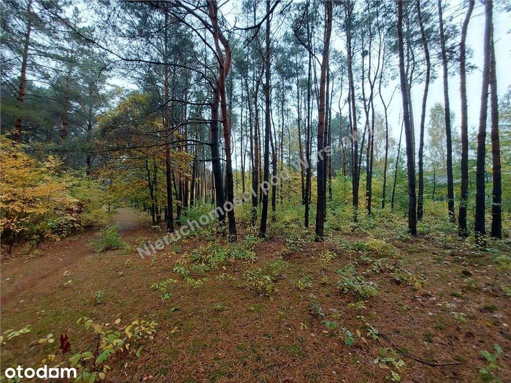 Działka W Lesie Z Planem Zagospodarowania - Pełny obrazek: 4/10