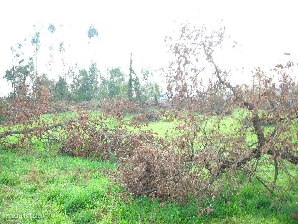 Terreno  Venda em Cabreiros e Passos (São Julião),Braga - Grande imagem: 4/4