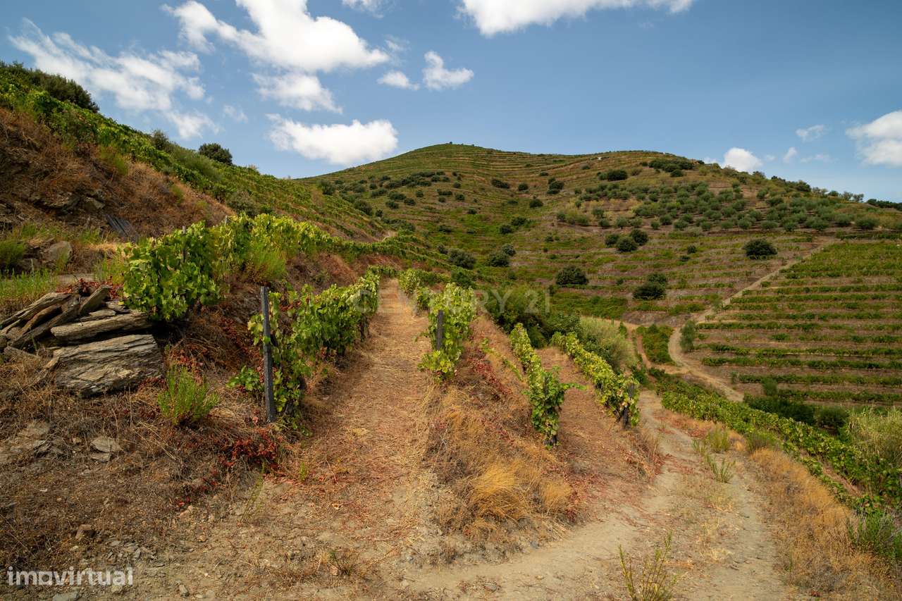 Farm with productive vineyard in the Douro Demarcated Region — São Joã-21