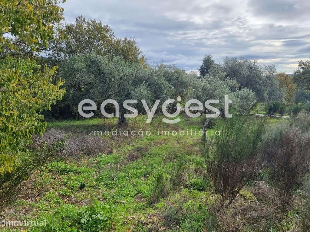 Terreno Rústico com dependência agrícola no Sidral/Covões - Grande imagem: 2/46