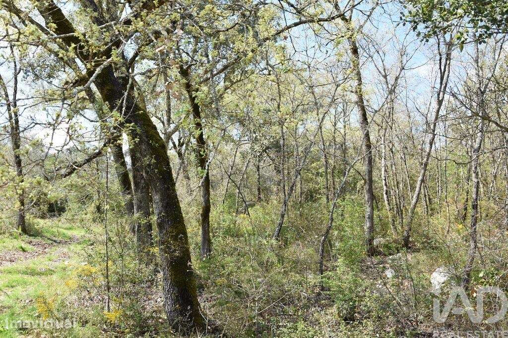 Terreno em Chãos - Grande imagem: 4/32