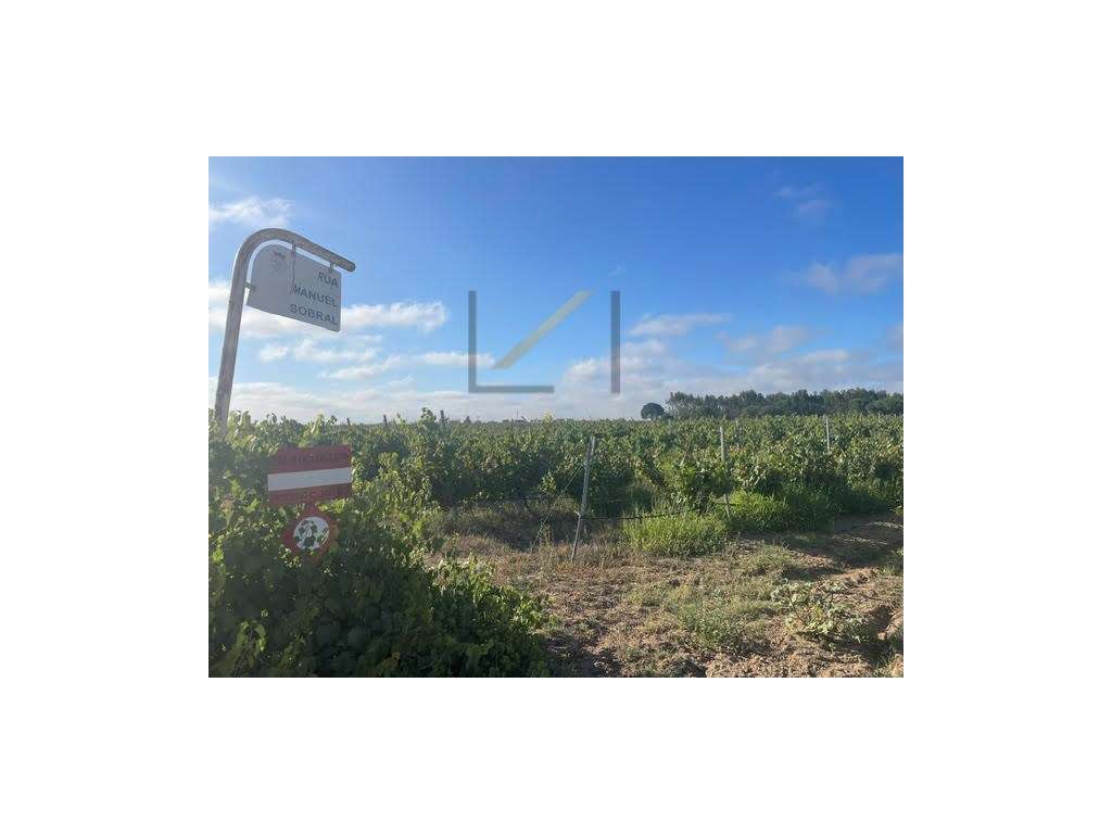 Terrenos Rústicos com vinhas em produção, concelho de Palmela - Grande imagem: 2/16