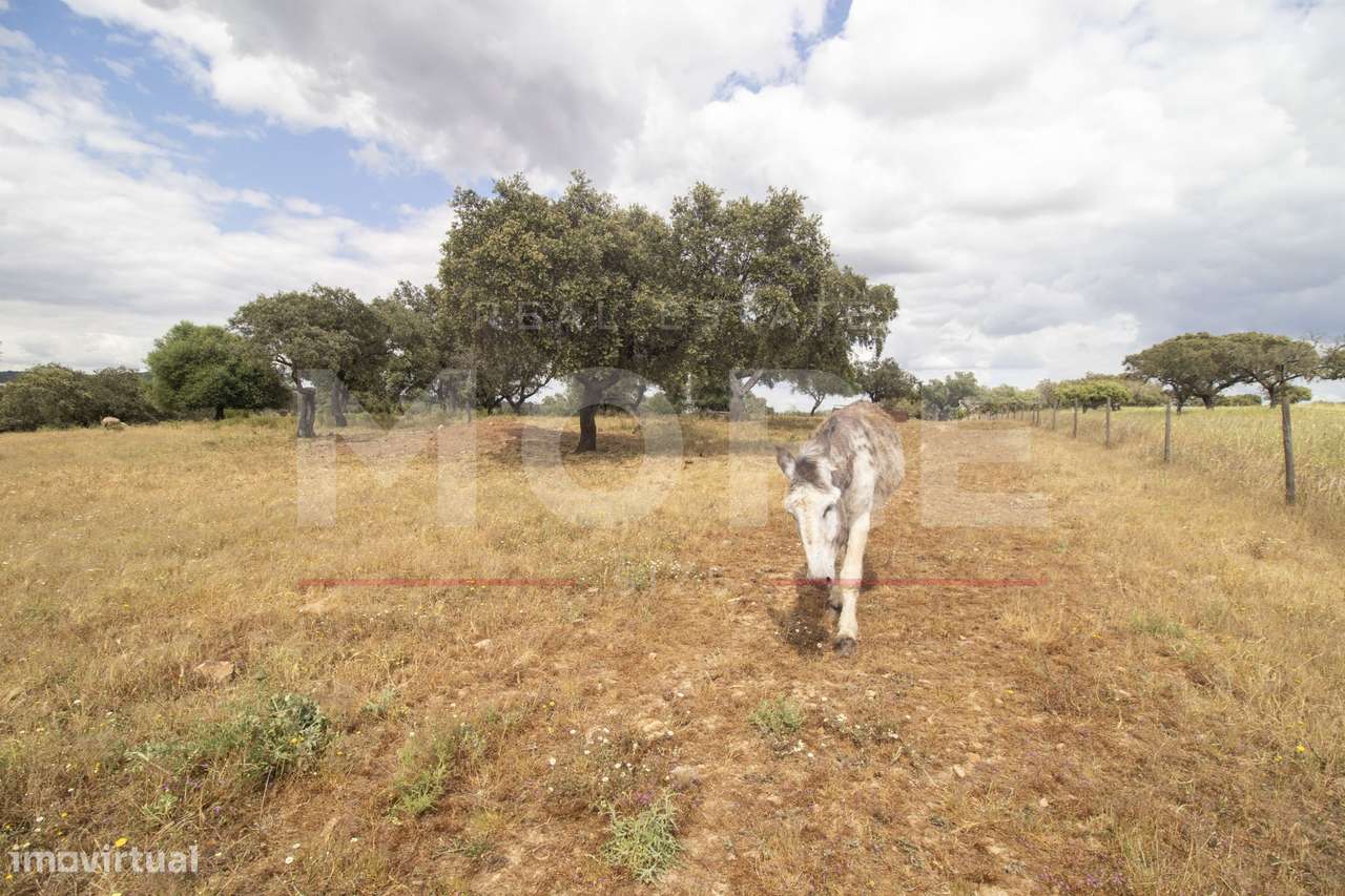 Herdade - Alvito-47