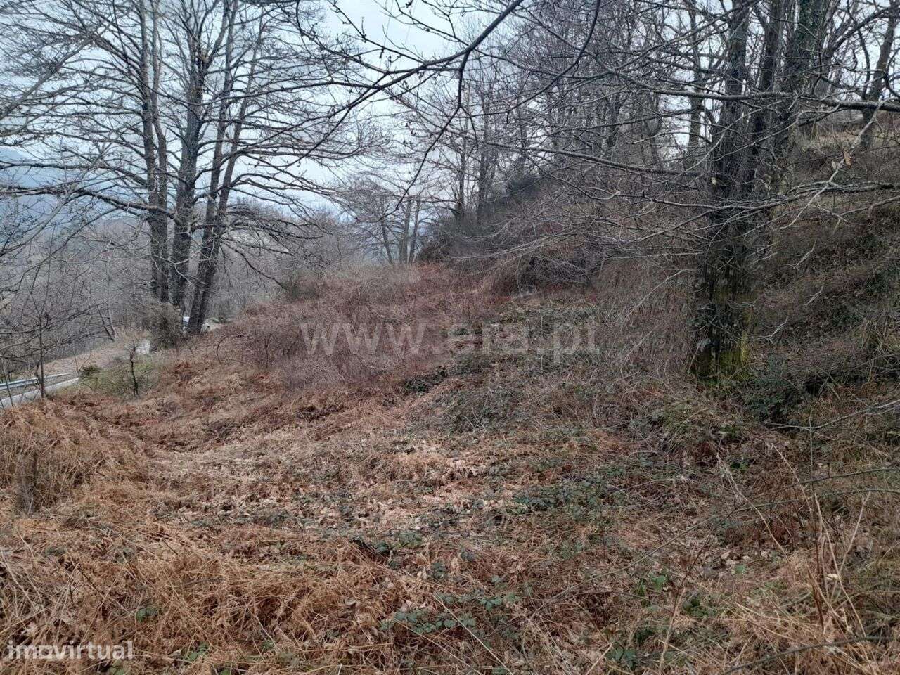 Terreno / Baião, Teixeira e Teixeiró - Grande imagem: 4/4