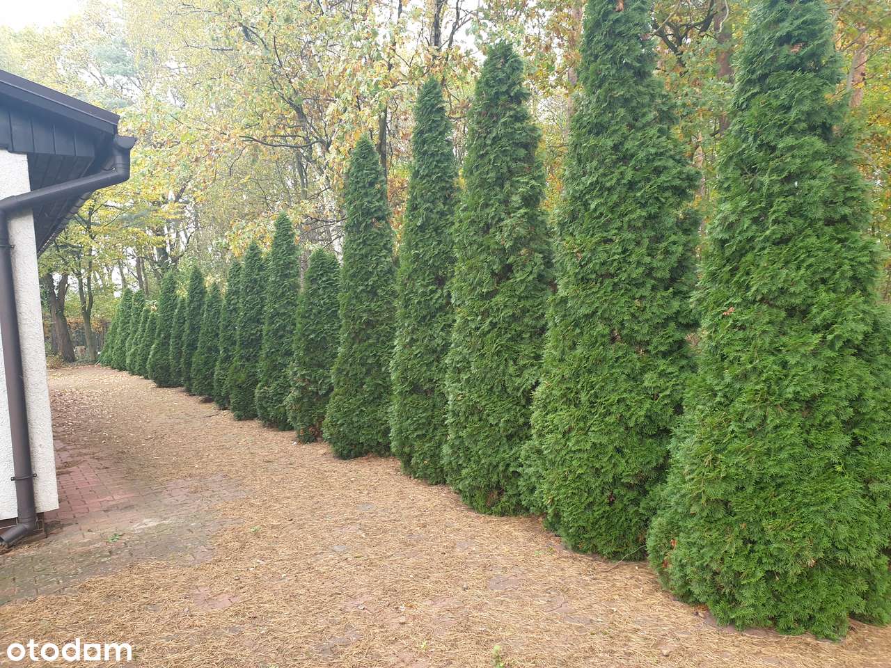 Dom całoroczny nad jeziorem ,spokój,cisza,przy lesie,Brenno ul.Łąkowa - Pełny obrazek: 5/20
