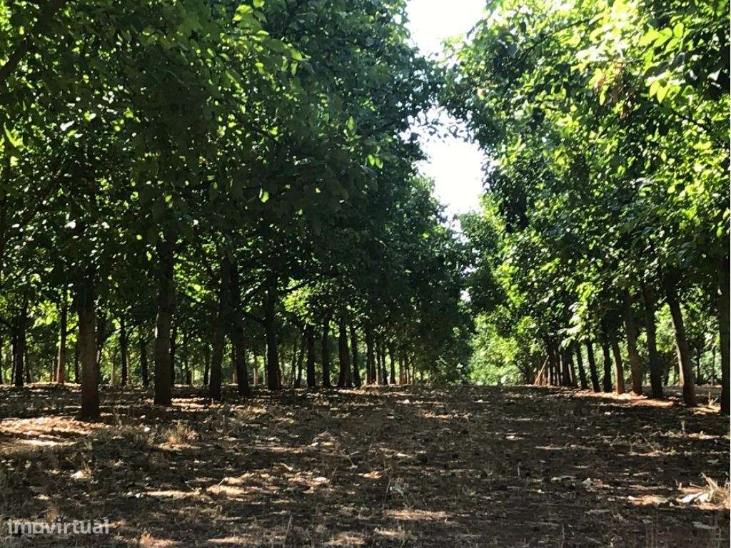 Estremoz | Herdade 5 ha com Projeto Aprovado para Hotel Rural 4 | E...-8