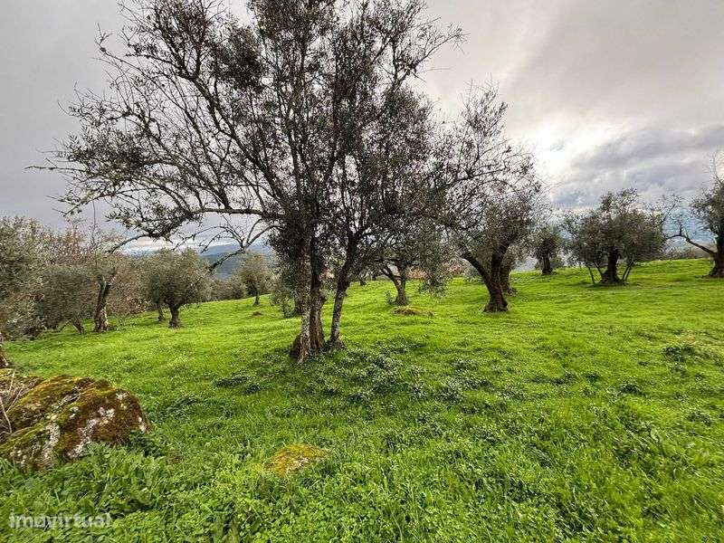 Terreno 5 mil m2 - Algodres - Grande imagem: 5/8