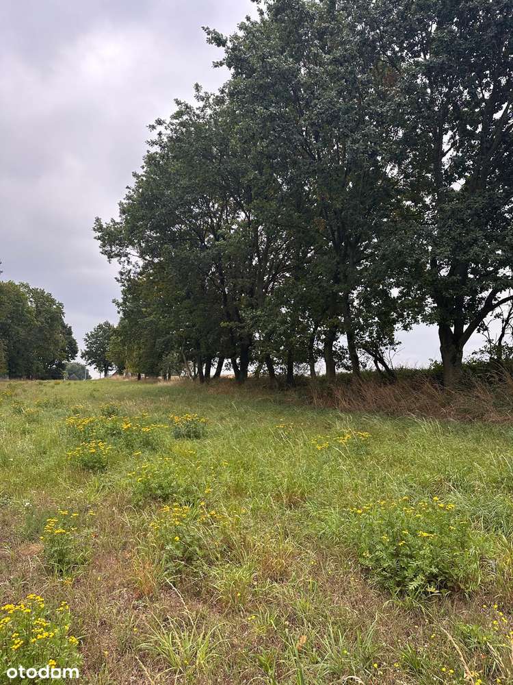 Atrakcyjna działka budowlana przy lesie, wieś Śrem k.Sierakowa - Pełny obrazek: 4/8
