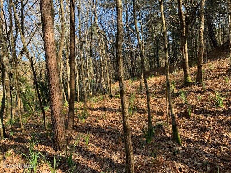 Terreno / Marco de Canaveses, Vila Boa do Bispo - Grande imagem: 5/10
