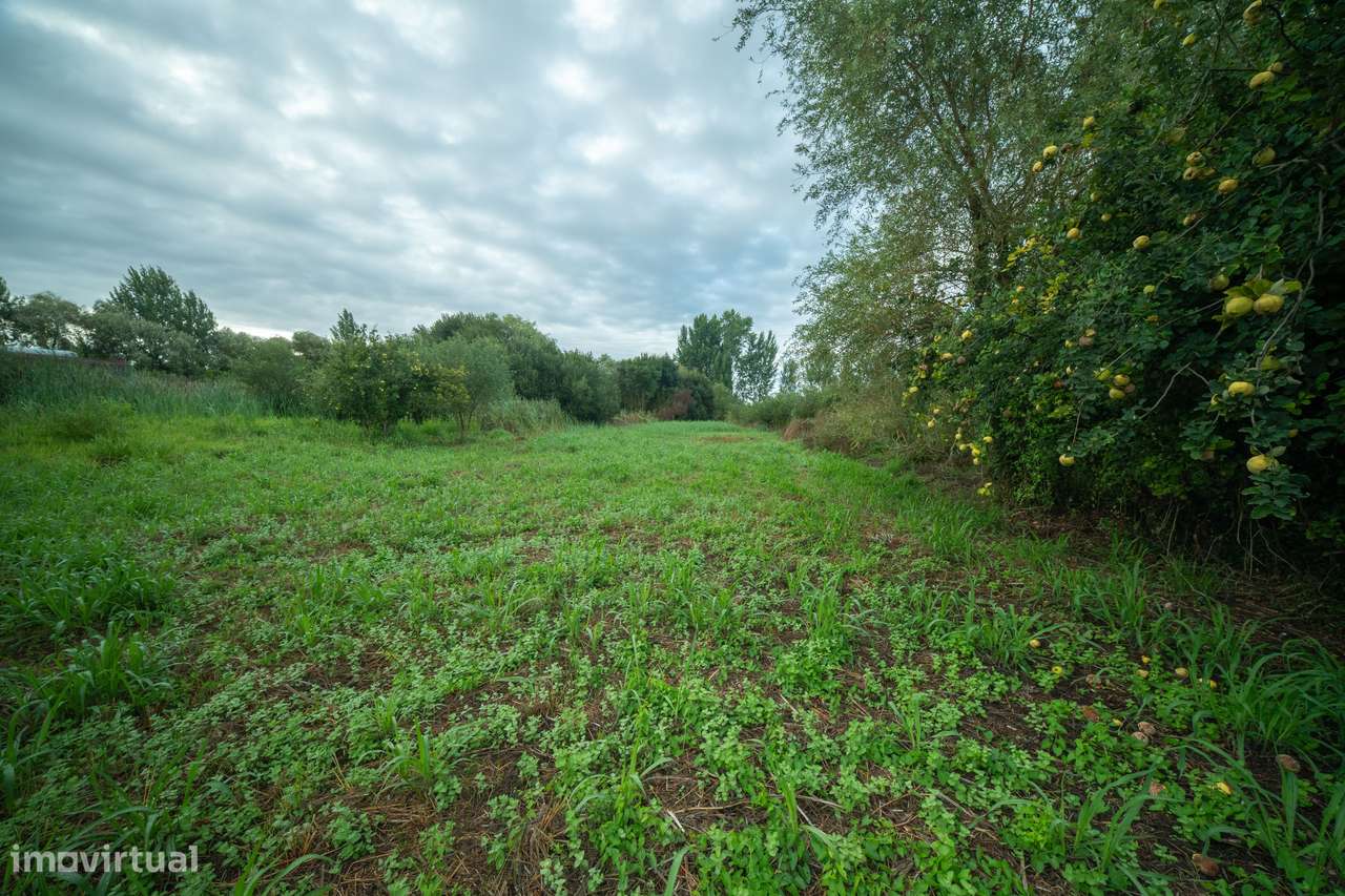 Terreno para venda - Murtosa-4