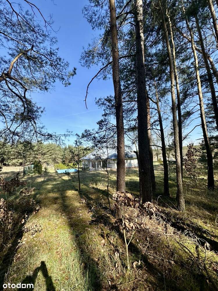 Łowyń okolice 4,92ha - sprzedaż całości - Pełny obrazek: 5/15