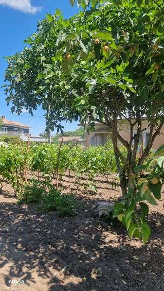 Casa de vanzare Chirnogi - (Oltenita) - Imagine principală: 4/7