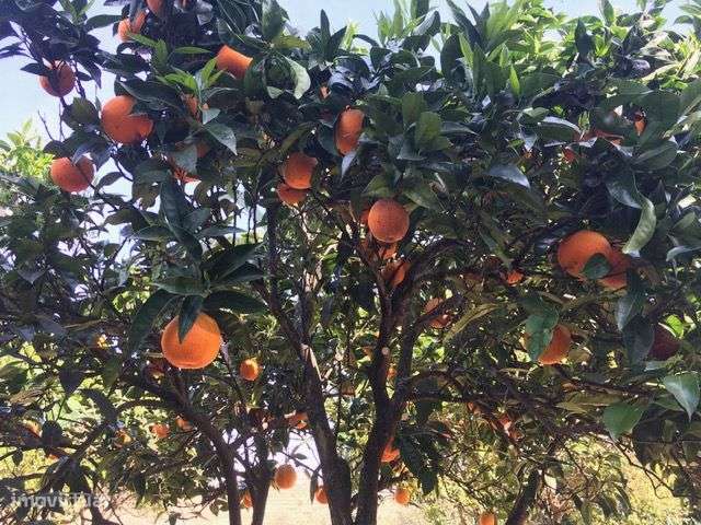Casa com Terreno em Vilarinho de Cotas, Douro-40