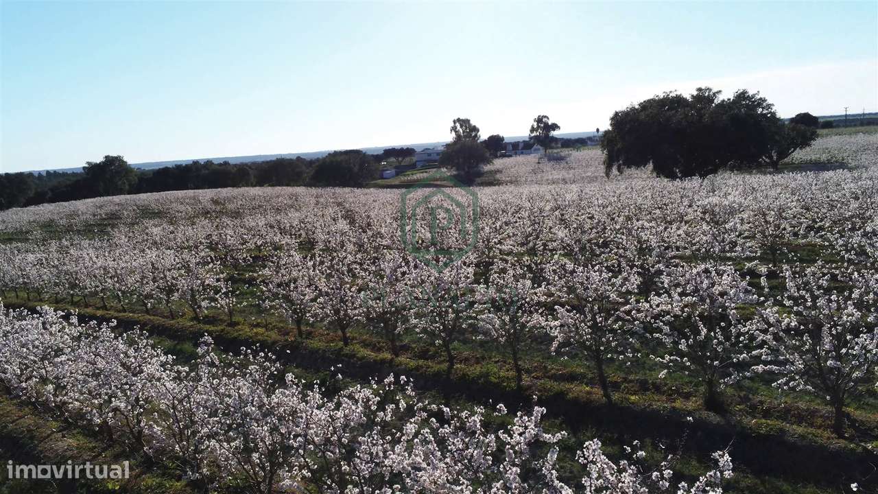 Quinta  Venda em Foros de Vale de Figueira,Montemor-o-Novo - Grande imagem: 5/7