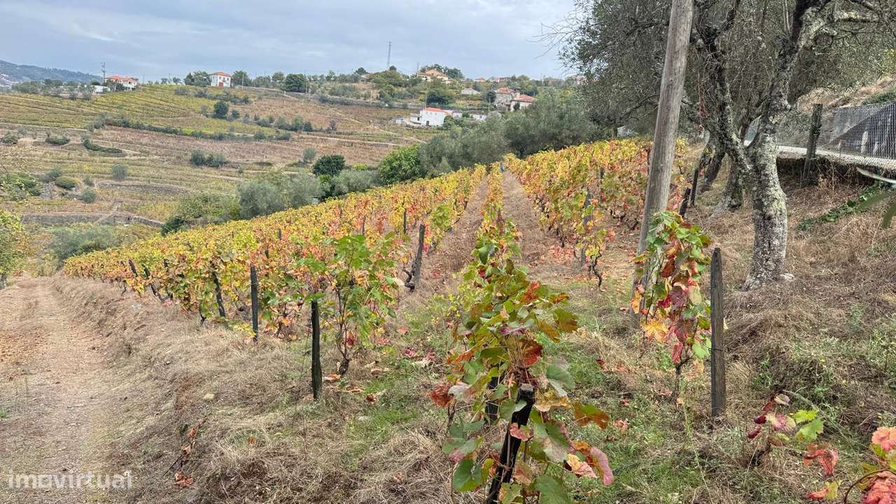 Quinta do Prado em Moura Morta, Régua-4
