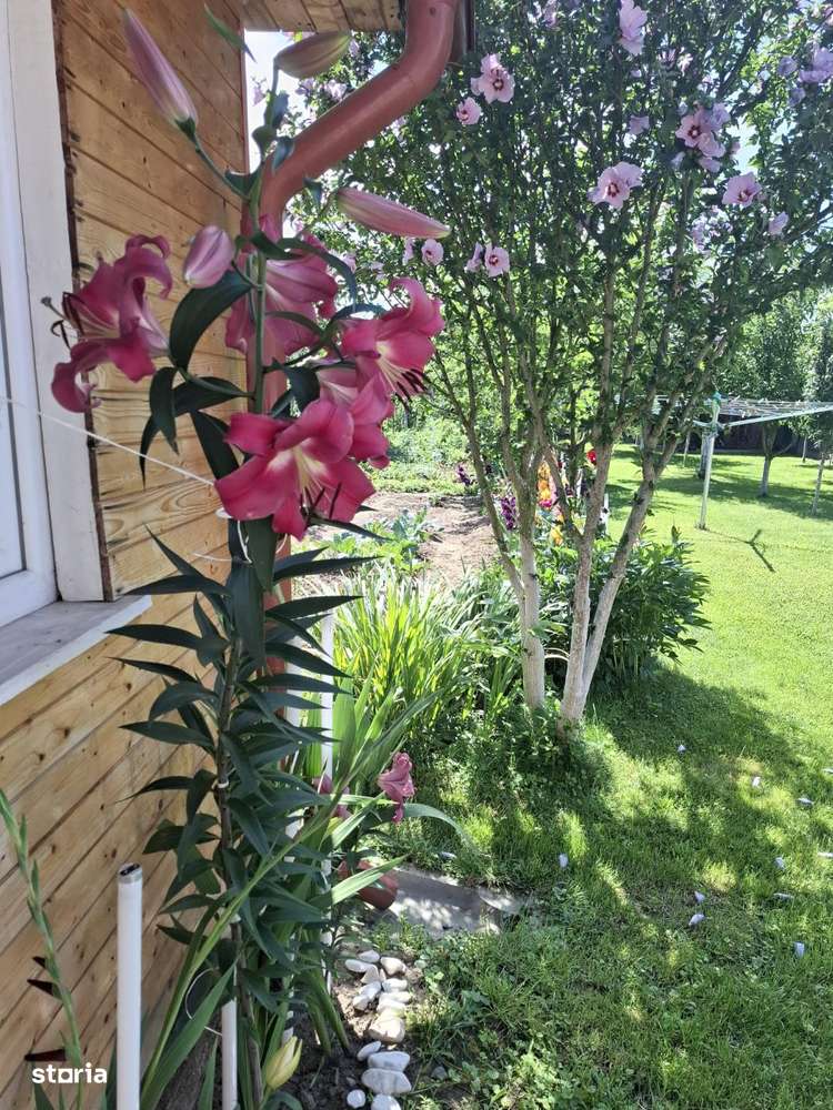 Lux ,Spatiu ,Liniste ,totul intr -un singur loc- Avrig - Imagine principală: 4/19