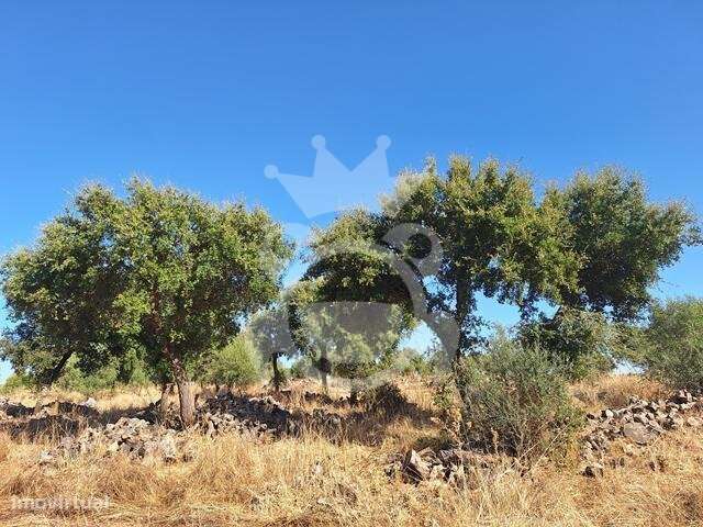 Olival em Portel - Grande imagem: 5/9