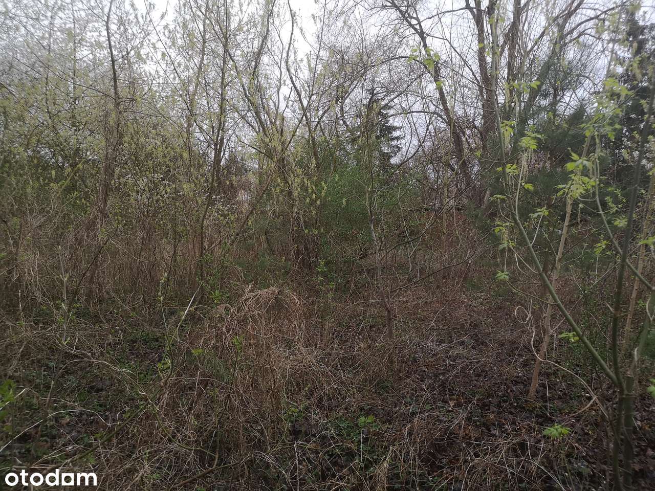 Puszczykowo, przy Warcie-8