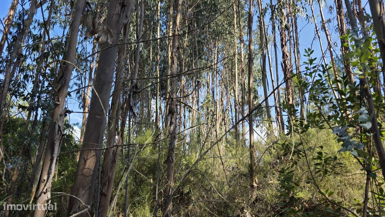 Terreno 6.800m2 eucaliptos e pinheiros em Vila de Rei-3