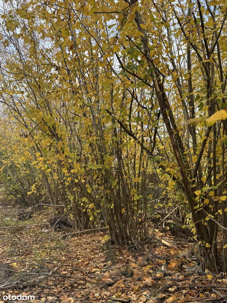 DOM NAROŻNY OSIEDLE GŁOSKÓW - Pełny obrazek: 5/6