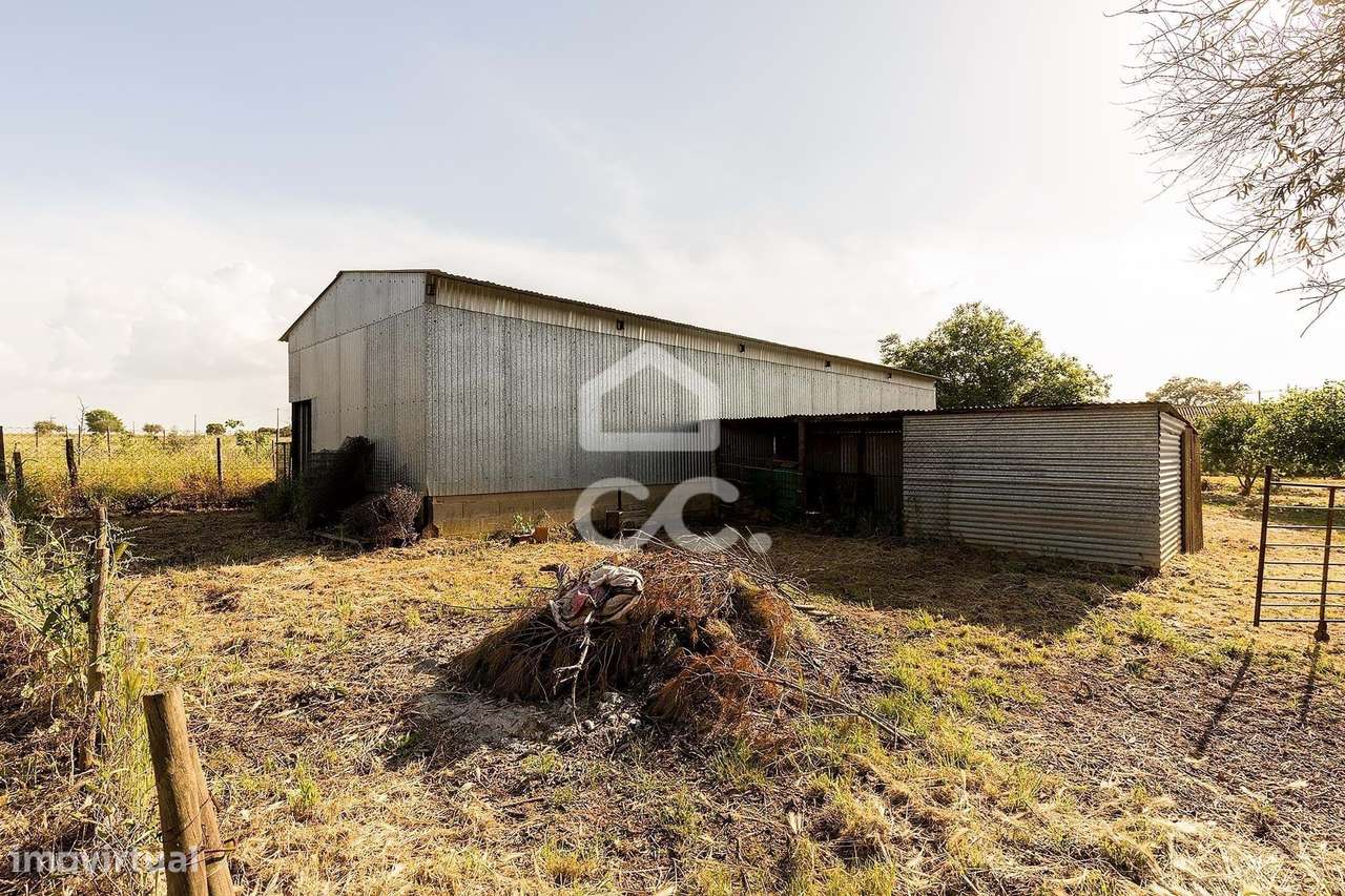 Quinta de 9250m2 c/ Moradia T4 térrea, anexo e armazém | Azaruja-30