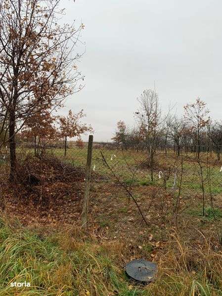 Teren intravilan în Viile Satu Mare cu 73 arii - Imagine principală: 5/7