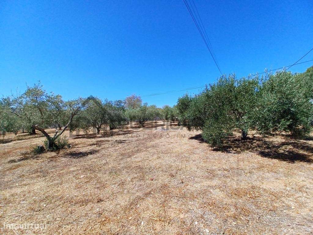 Terreno para construção de 2 moradias - São Brás de Alportel - Grande imagem: 2/6