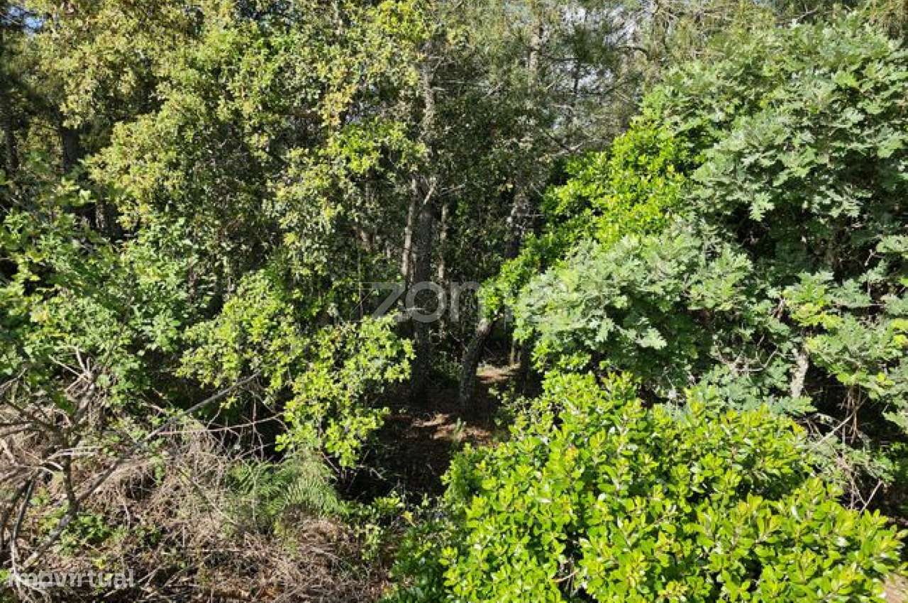 Terreno, 39 100 m², Favaios-16