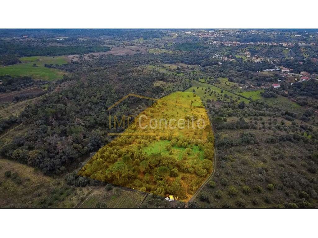 Terreno rústico 1000m2 - Moreiras Grandes (Torres Novas)-1