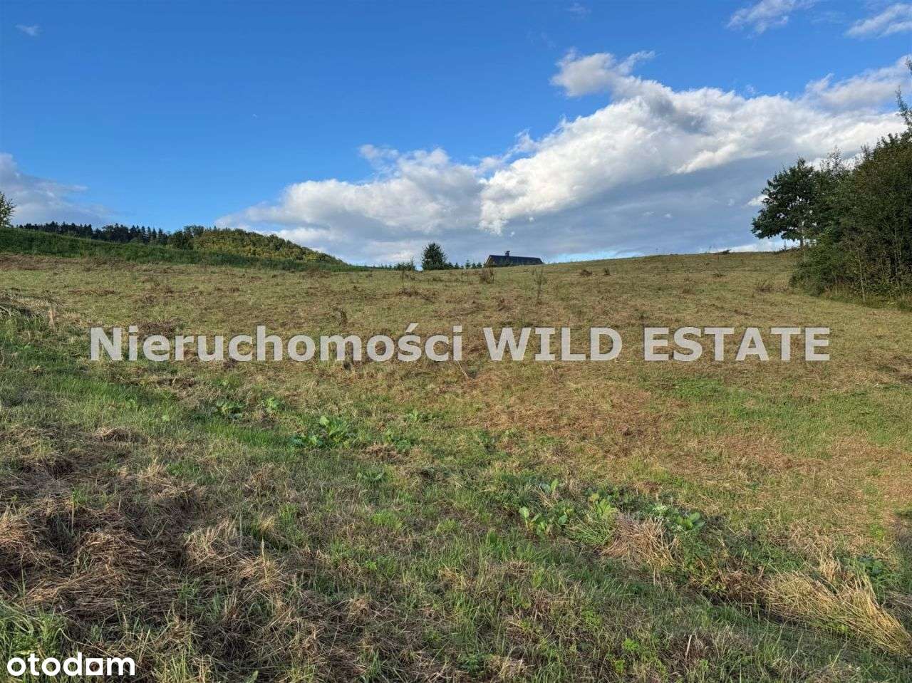 Działka, 7 000 m², Bukowiec - Pełny obrazek: 5/11