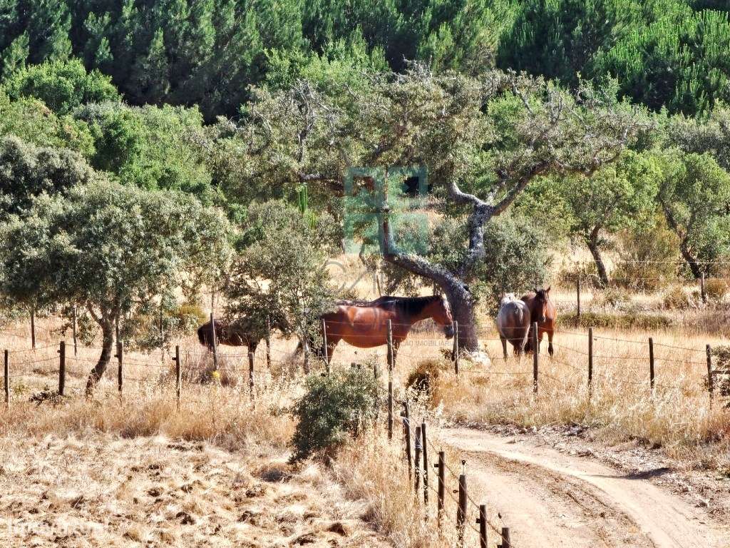 Herdade equestre com moradia T5 e piscina, 93,5ha, em Ourique, Alen...-17