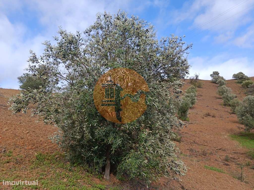 TERRENO RÚSTICO COM 5.640 M2 EM ALCARIAS GRANDES - CASTRO MARIM - A... - Grande imagem: 3/25